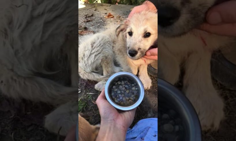 Removed Ticks From Cutest Puppy Found On Street