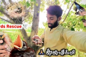 Rescue Bird Baby 🐦 | Aj Main Ne Aik Myna Chicks Ki Jan Bachai | Gaon Ke Shauk 🕊