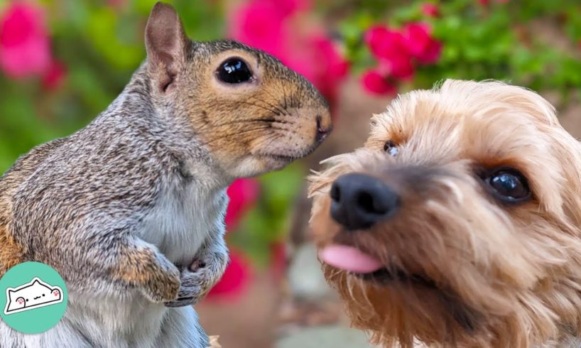Rescue Squirrel Loves To Drop Food For Dog Sibling | Cuddle Buddies