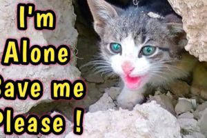 Rescue an Abandoned Kitten | Try to save a story Kitten | Hungry Kitten Asked me Help