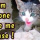 Rescue an Abandoned Kitten | Try to save a story Kitten | Hungry Kitten Asked me Help