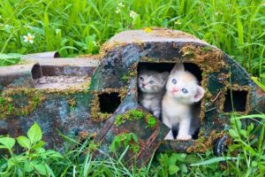 Rescued Kitten From An Old Abandoned Car - Before And After Building Wonderful Hello Kitty House