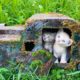 Rescued Kitten From An Old Abandoned Car - Before And After Building Wonderful Hello Kitty House
