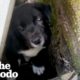 Rescued Puppy Had No Idea How To Play Until This Little Girl Showed Him How | The Dodo
