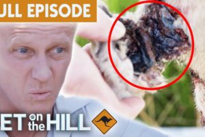 Rescuing Animals Injured In Flood | Vet On The Hill Down Under EP1 Full Episode | Bondi Vet