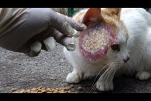 SHOCKING MOMENT! I Removed 90000+ MAGGOTS From Hungry Stray Cat And Feeded His! Animal Rescue 2023!