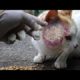 SHOCKING MOMENT! I Removed 90000+ MAGGOTS From Hungry Stray Cat And Feeded His! Animal Rescue 2023!