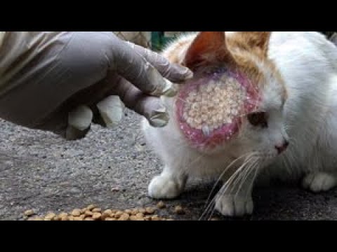 SHOCKING MOMENT! I Removed 90000+ MAGGOTS From Hungry Stray Cat And Feeded His! Animal Rescue 2023!