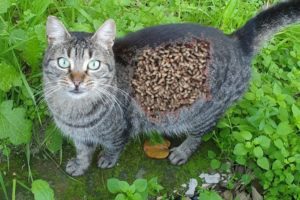 SHhHt !! Abandoned CAT Rescued From Street! Feeding Stray Cat and Animal Rescue