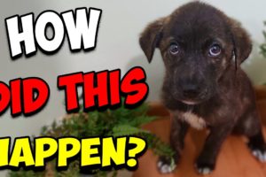 Scared Puppy Couldn't Believe She Got Rescued