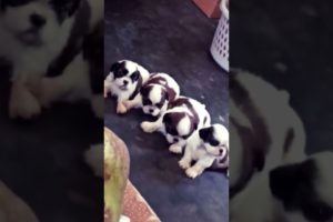 Shihtzu puppies  || shi Tzu  || 🥰cutest  puppies in the world || book 9541403141 #shorts #shortsfeed