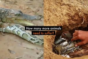 Shocking fake animal rescue videos still being uploaded