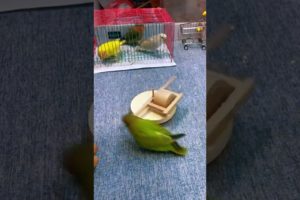 Smart lovebird ! Adorable Pet Funny Video 😂 , Amazing Parrot Animals Videos#parrot#funny