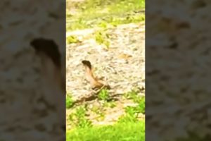 Snake and mongoose fighting #mongoose #animals #deadly #epic #fight #fighting #cobra #snake #fighte