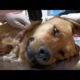 Stray dog got badly injured by an illegal trap .