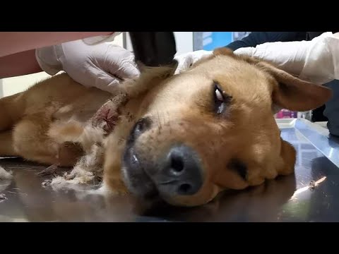 Stray dog got badly injured by an illegal trap .