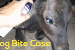 Street Animal Rescues & Treatment  #Shorts #Pets & #Animals #dog #bite  #case #treatment #midnight