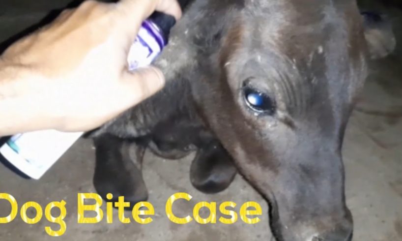 Street Animal Rescues & Treatment  #Shorts #Pets & #Animals #dog #bite  #case #treatment #midnight