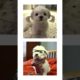 THIS or That Funniest Puppies and Dogs!! Cutest Puppies Ever!! Funniest Dog Pictures! #short