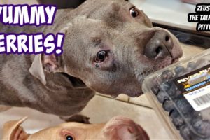 Talking Pitbull Tells Dad To Give Him His Favorite Treats! Cutest Dogs On YouTube!!