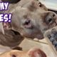 Talking Pitbull Tells Dad To Give Him His Favorite Treats! Cutest Dogs On YouTube!!