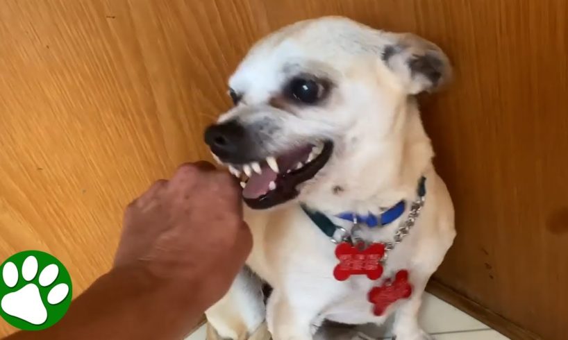 Terrified RESCUE dog had never felt the touch of a kind kind