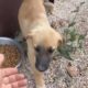 The 2 new cute puppies Daphne and Anna are not scared any more❤️- Takis Shelter