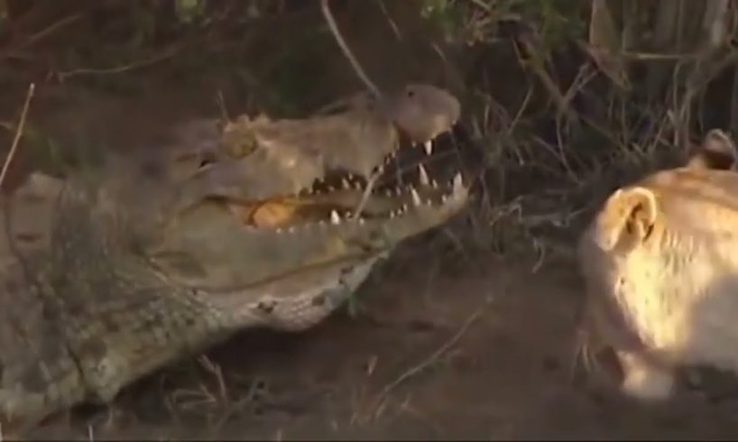 The Best OF Animal Attack 2023 - MostAmazing Moments OF Wild Animal Fight!Wild Discovery Animal p3