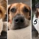 The Cutest DOGS on the internet! 🐶 Best of PUPPIES Compilation! 🥰