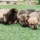 The Cutest Moment When Watching Puppies Sleep Hugging Each Other | Cute Puppies | Rockydog