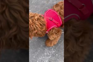 The Cutest Puppy Goes On A Mission To Inspect The Ground | #dog #puppy