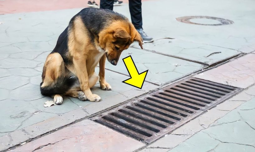 The Dog Looked into the Storm Drain Every Day, and when it was Opened - PEOPLE were Shocked!