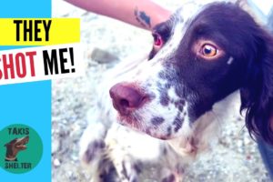 The Heartwarming Rescue of a Hunting Dog who they Shot and Abandoned  - Takis Shelter