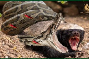 The Jackal Rescues The Honey Badger When It Is About To Be Swallowed By The Python - Animal Attacks