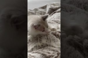 The cutest kitten you will see today 🥹  #youtubeshorts #shorts