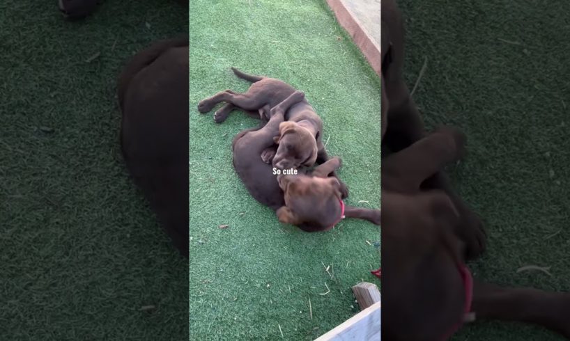 The cutest puppies 🐶