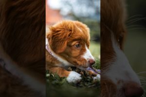 The cutest puppy I’ve ever Photographed.