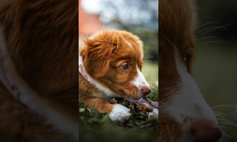 The cutest puppy I’ve ever Photographed.