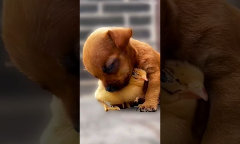 The love between puppies and chicks 🥰