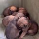 The mother is safe with her 6 puppies in the shelter ❤️ - Takis Shelter