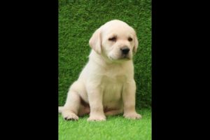 The worlds cutest puppies! #shorts #viral