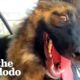 This Dog Is Proof Things Can Work Out Perfectly In The End | The Dodo