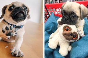 🐶 This Pug Puppies Make Us Happy And Comfortable To Watch 🐶|Cutest Puppy