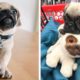 🐶 This Pug Puppies Make Us Happy And Comfortable To Watch 🐶|Cutest Puppy