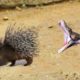 This Snake Was Doomed! Rare Animal Fights Caught on Camera