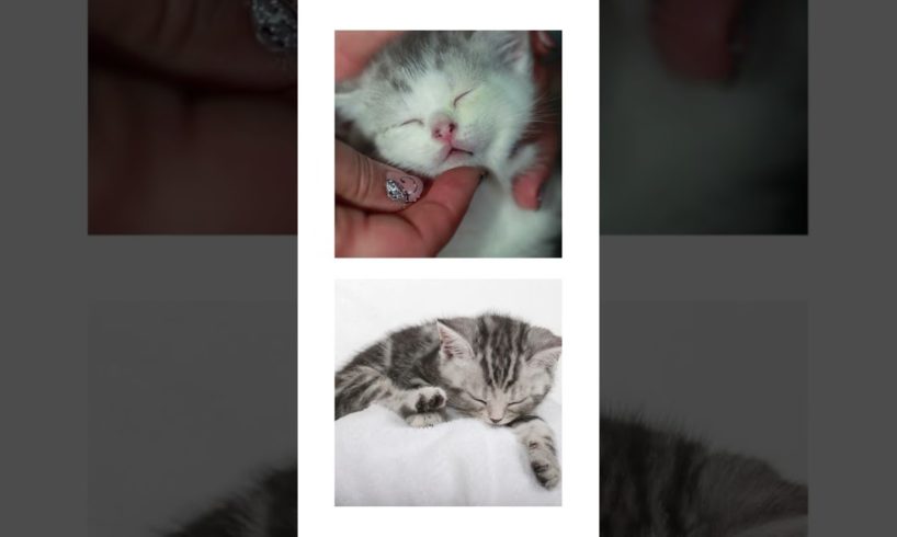This or That Cutest Sleeping Kittens Ever!! THIS or That CUTEST Kitten Edition!!! #short