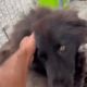 Thor needs care ! He is the new beautiful black shepherd ❤️ - Takis Shelter