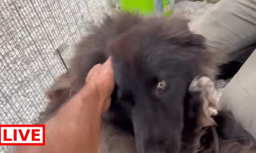Thor needs care ! He is the new beautiful black shepherd ❤️ - Takis Shelter