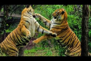 Tiger Vs Tiger real fight _ Tiger real fights
