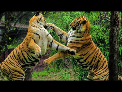 Tiger Vs Tiger real fight _ Tiger real fights